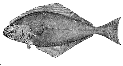 Atlantic Halibut