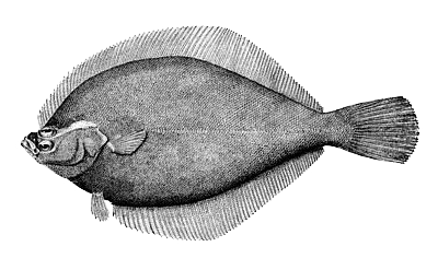 Yellowtail Flounder